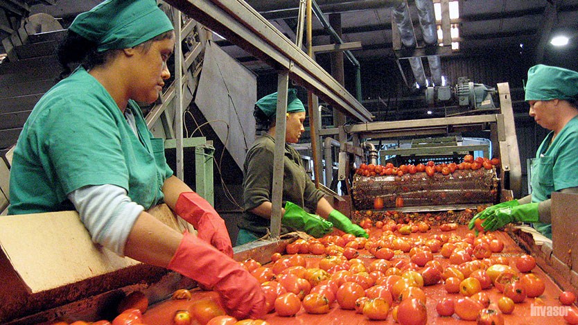 Cosecha de tomate