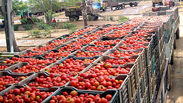 Cosecha de tomate