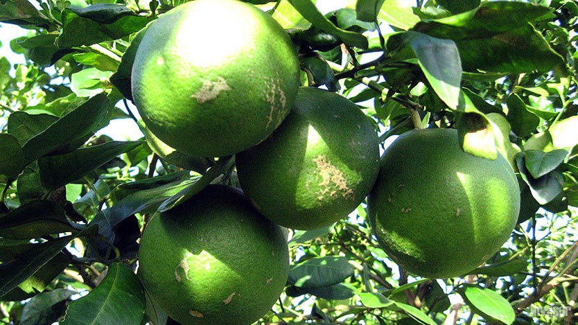 Mata de limón