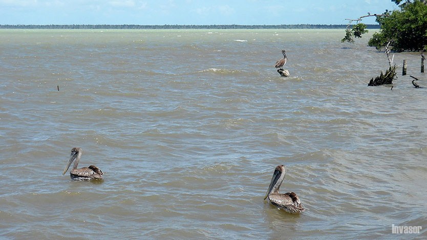Pelicanos