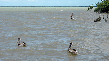 Pelicanos