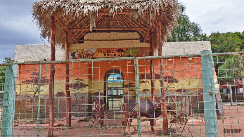 Zoológico 
