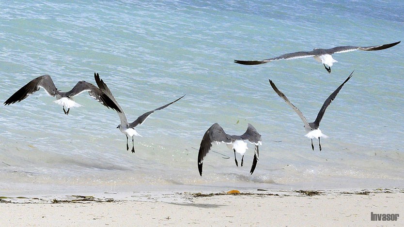 Aves