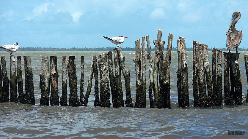 Pelicanos