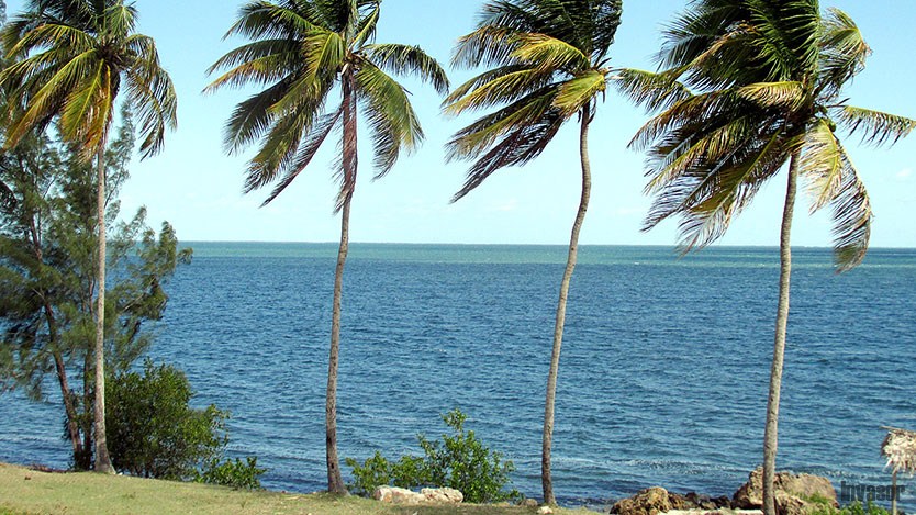 palmas