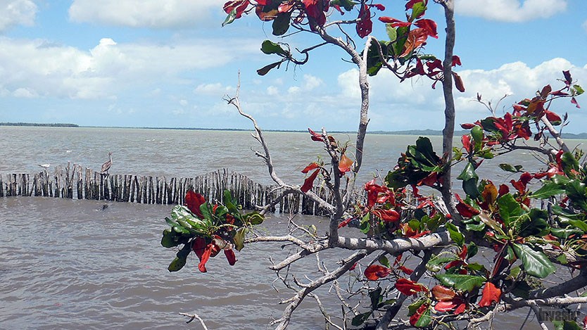 Flora y fauna