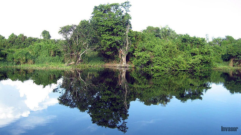 mar y vegetación