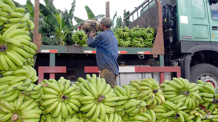 Cosecha de plátano