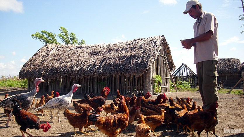 Alimentación de aves