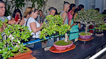 Galería de bonsái