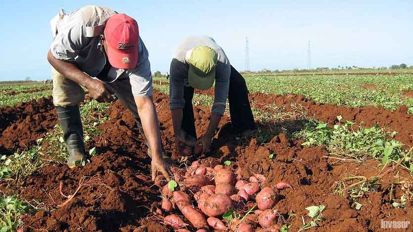 Hombres recogiendo boniatos