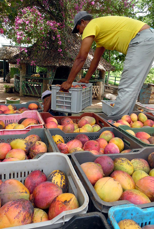 Mangos