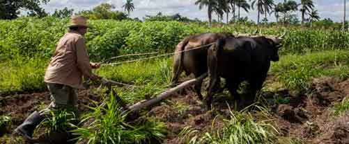 Hombre en el campo con ganado