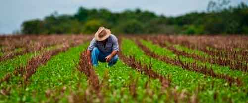 Hombre en el campo