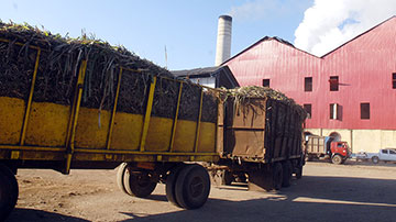 Zafra