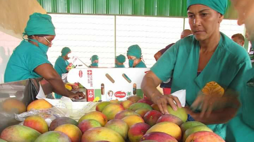 Producción de mango