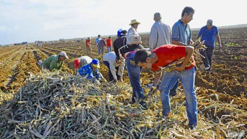 Jóvenes realizando trabajo voluntario