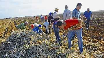Jóvenes realizando trabajo voluntario