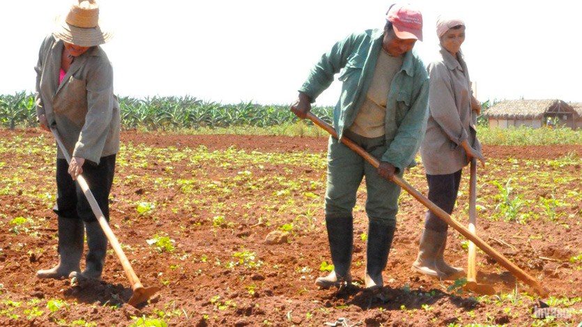 Campesinos en la tierra
