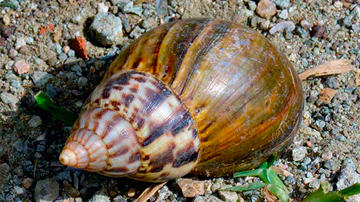 Caracol africano