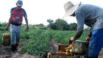 Recogida de tomate
