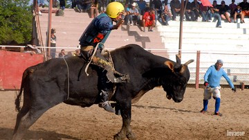 Rodeos, toros