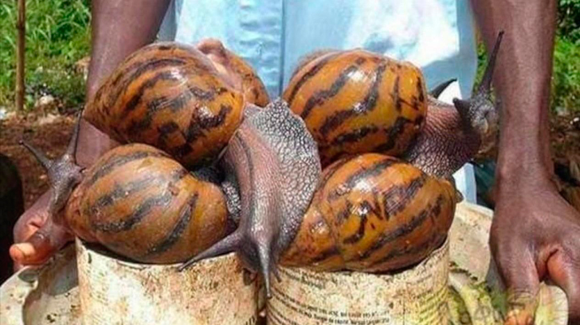 Caracol Gigante Africano