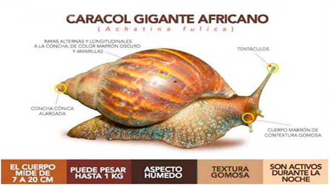 Caracteristicas del Caracol Gigante Africano