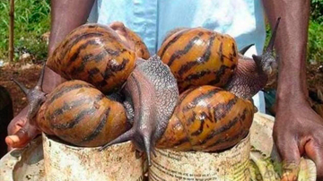 Caracol Gigante Africano