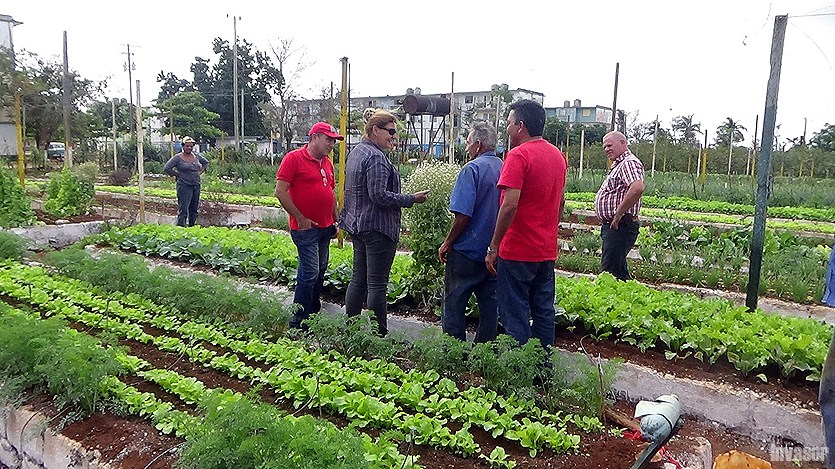 Agricultura urbana