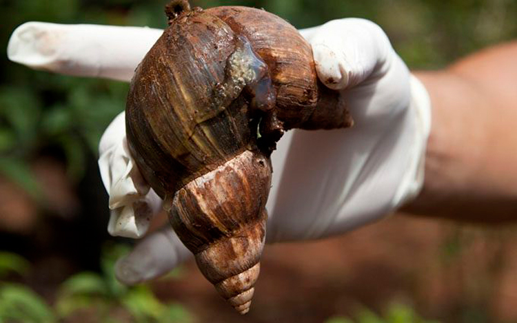 Caracol Gigante Africano