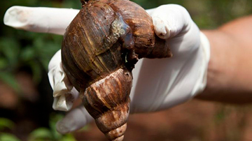 Caracol Gigante Africano