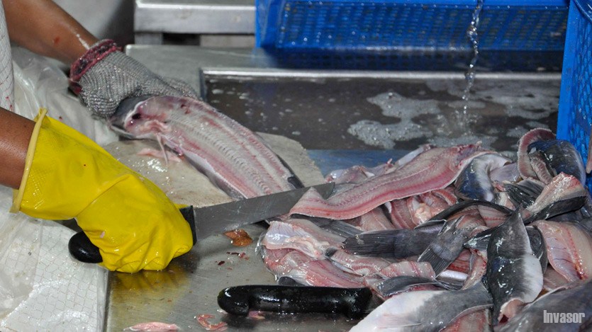 Pescado
