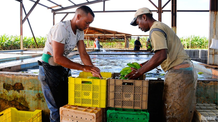 La Cuba, empresa