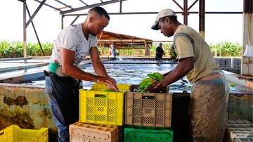 La Cuba, empresa