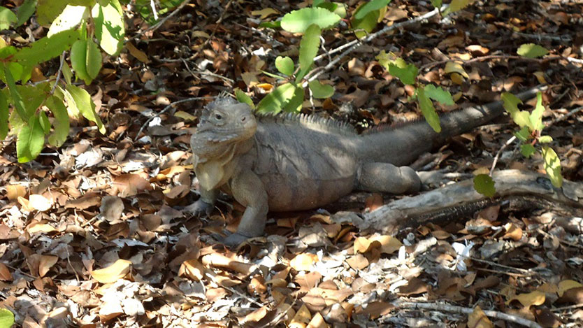 iguana