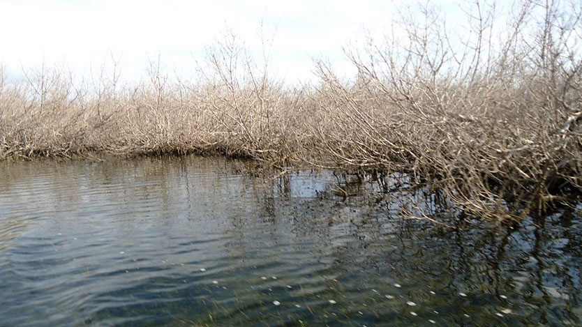 agua
