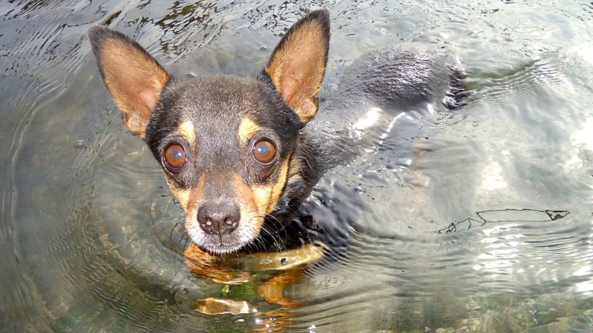 perro