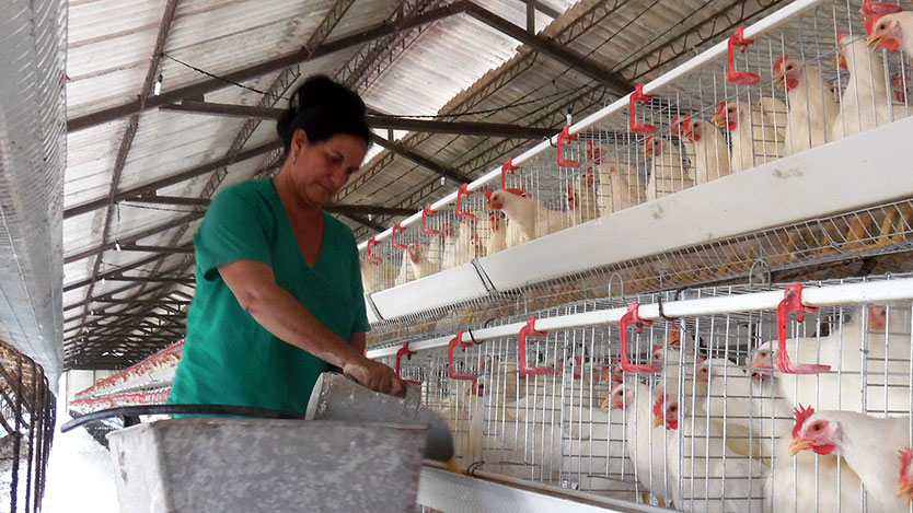 Mujer alimentando a las gallinas
