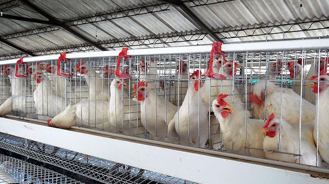 gallinas