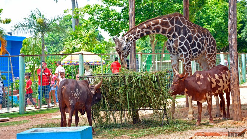 Jirafas, zoo