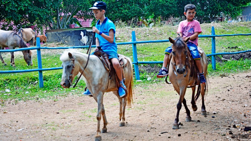 Niños, caballo, zoo
