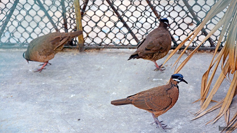 Palomas, zoo
