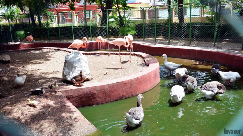 Patos, zoo