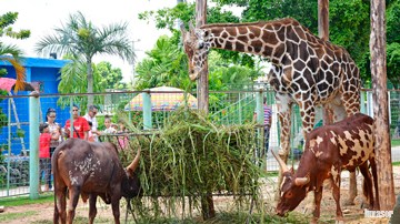 Zoo, Ciego de Ávila