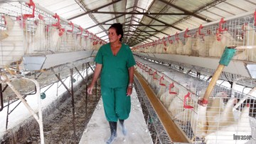 Mujer navera caminando entre aves