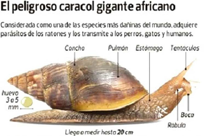 Caracol gigante africano