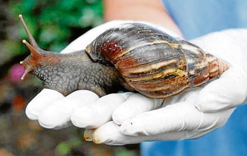 Caracol gigante africano