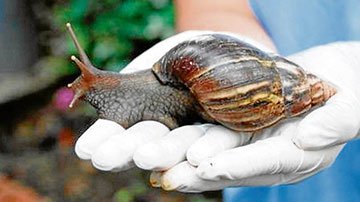 Caracol gigante africano