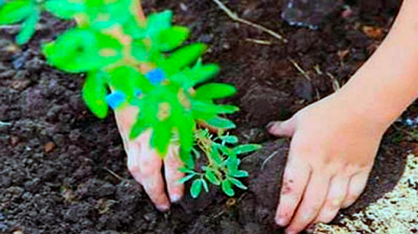 Plantas medicinales